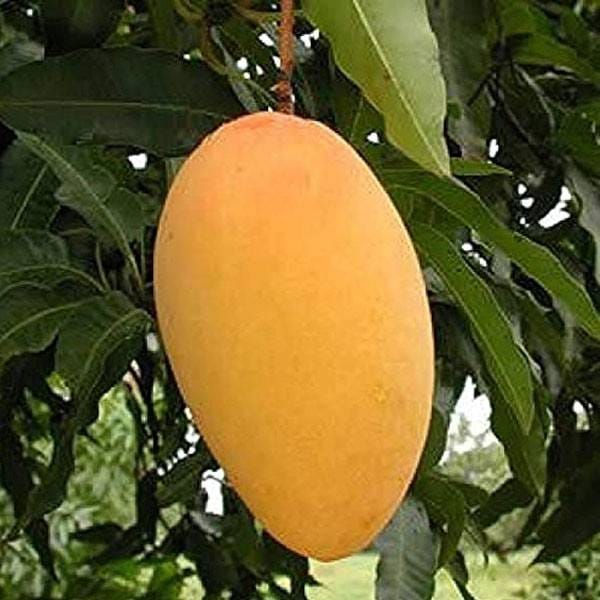 Hybrid Mallika Mango Grafting Live Plant (1.5-3 Feet Height Pack Of 1)