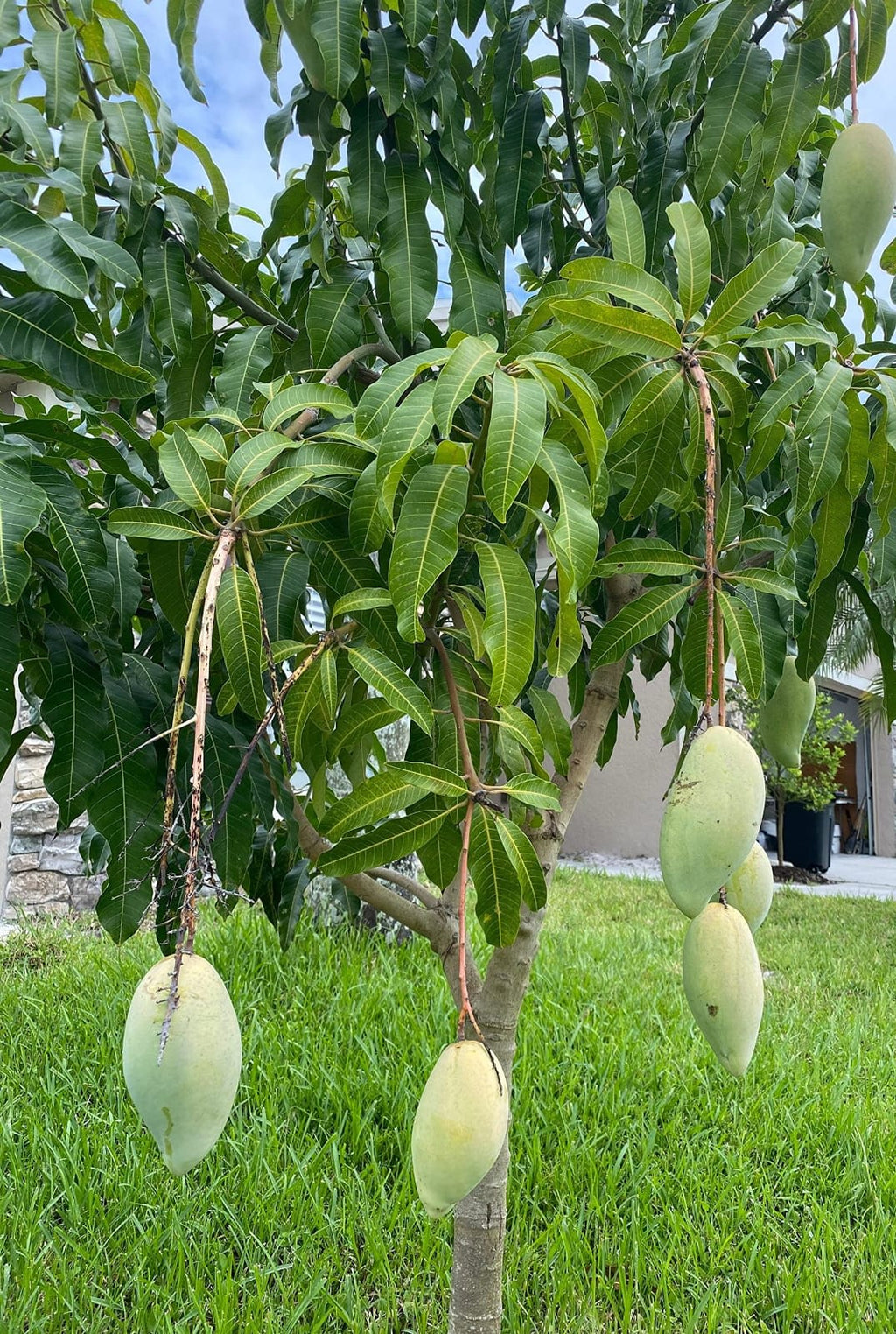 Hybrid Mallika Mango Grafting Live Plant (1.5-3 Feet Height Pack Of 1)