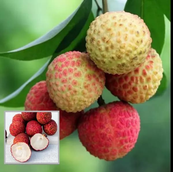 Hybrid Muzaffarpur Shahi Litchi Fruit Plant (1.5-3 Feet Height Pack Of 1)