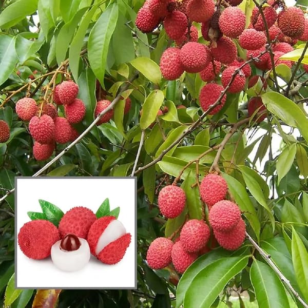 Hybrid Muzaffarpur Shahi Litchi Fruit Plant (1.5-3 Feet Height Pack Of 1)