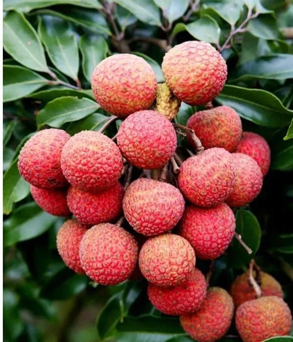 Hybrid Muzaffarpur Shahi Litchi Fruit Plant (1.5-3 Feet Height Pack Of 1)
