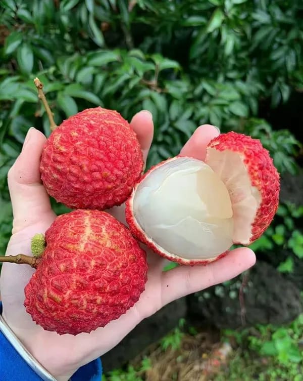 Hybrid Muzaffarpur Shahi Litchi Fruit Plant (1.5-3 Feet Height Pack Of 1)