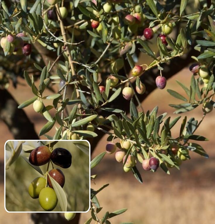 Hybrid Pizza Olive Fruit Plant  (Pack Of 1)