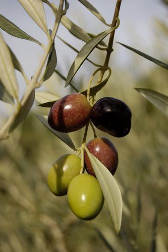 Hybrid Pizza Olive Fruit Plant  (Pack Of 1)