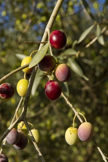 Hybrid Pizza Olive Fruit Plant  (Pack Of 1)
