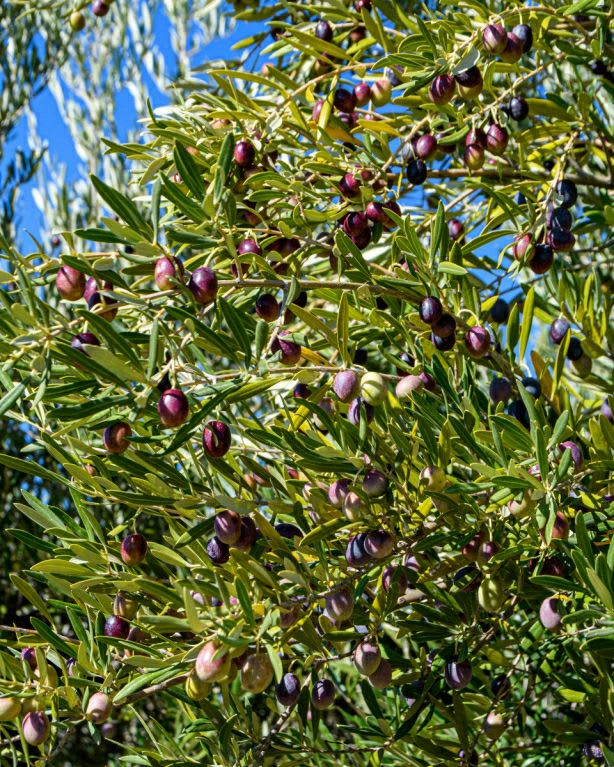 Hybrid Pizza Olive Fruit Plant  (Pack Of 1)