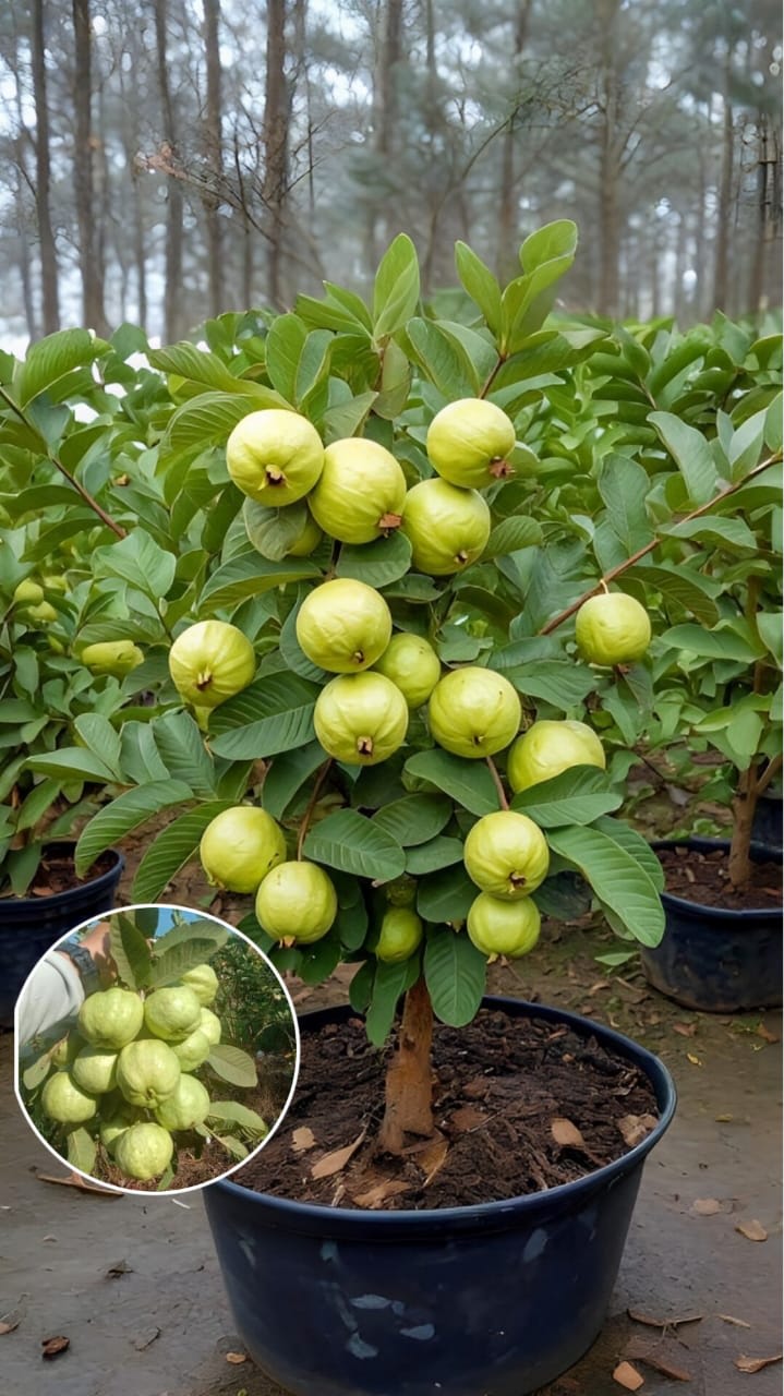 Hybrid Red Dimond Grafting Guava Plant (Pack Of 1)