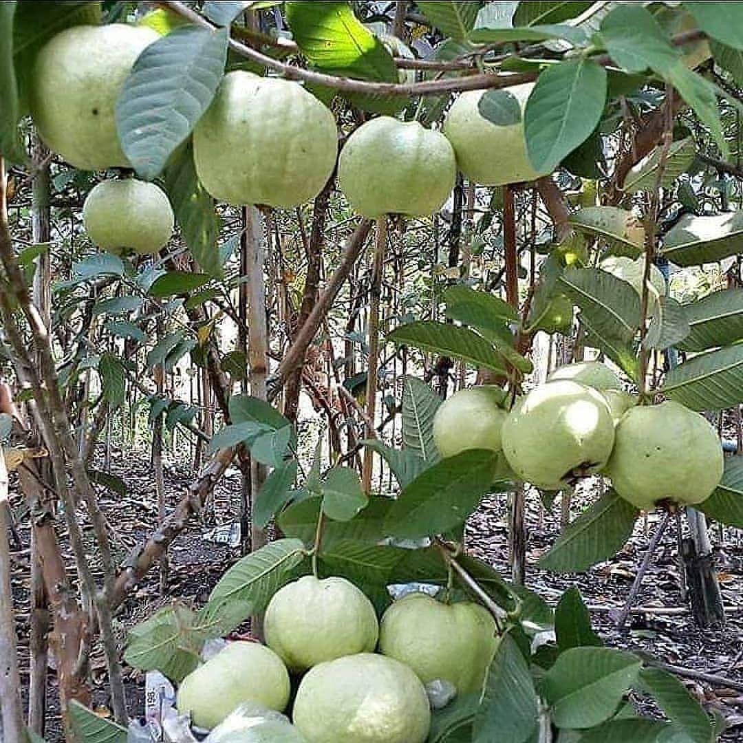 Hybrid Red Dimond Grafting Guava Plant (Pack Of 1)