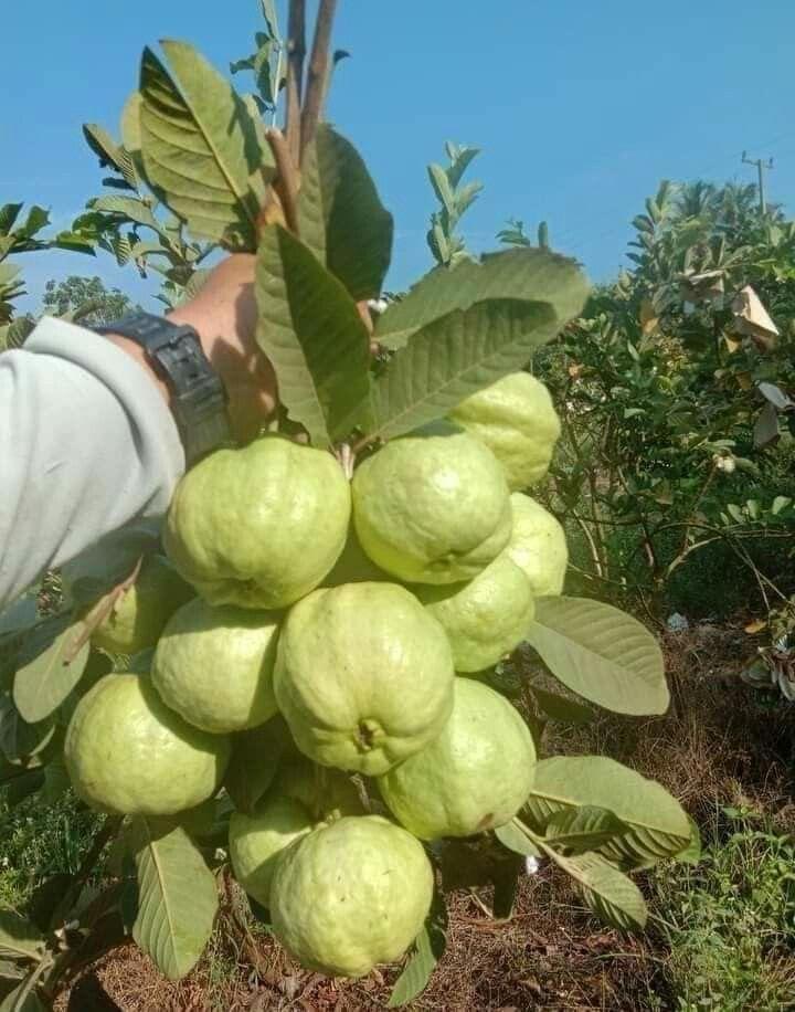 Hybrid Red Dimond Grafting Guava Plant (Pack Of 1)