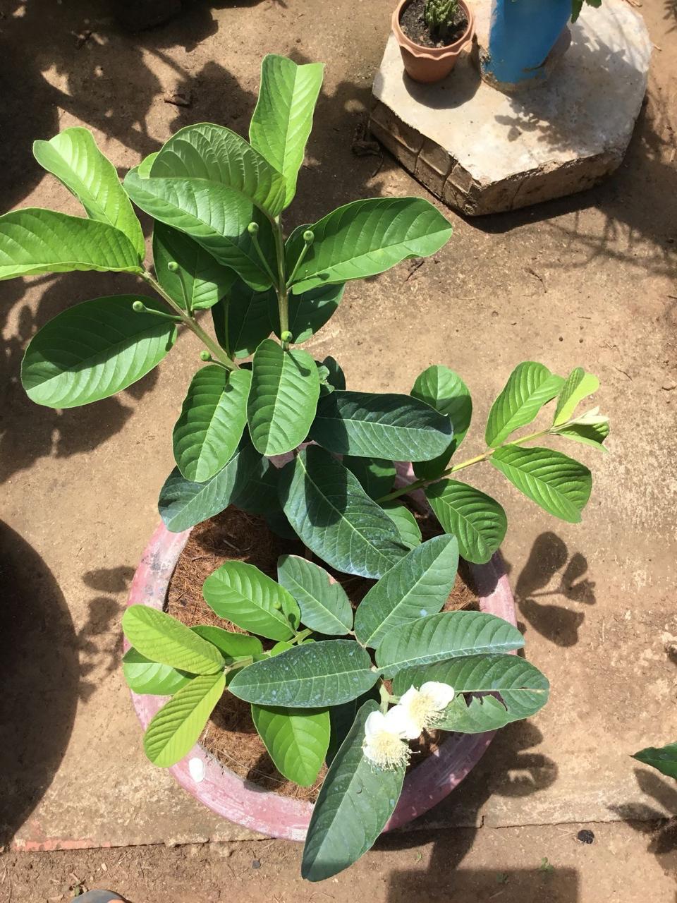 Hybrid Red Dimond Grafting Guava Plant (Pack Of 1)