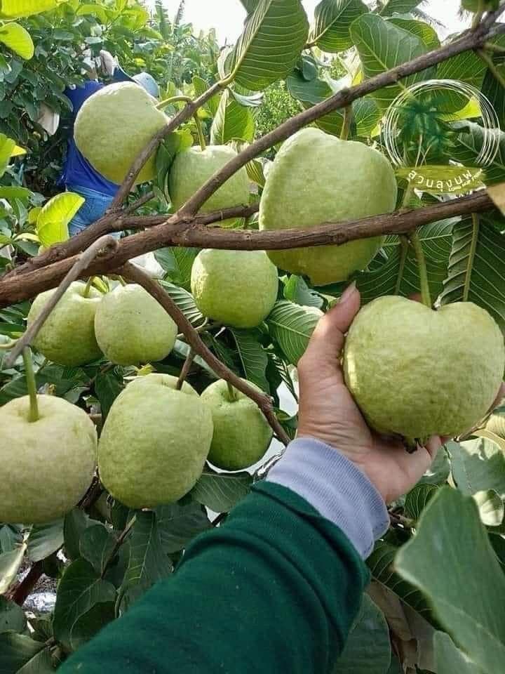 Hybrid Red Dimond Grafting Guava Plant (Pack Of 1)