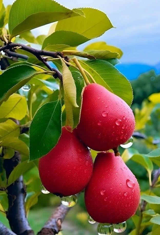Hybrid Red Pear (Naspati) Grafting Fruit Plant Pack Of 1