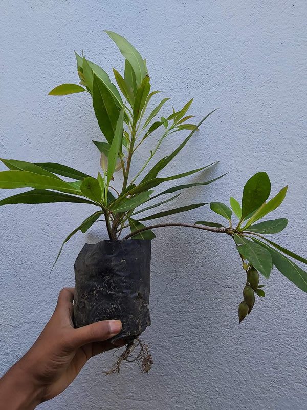 Hybrid Rudrakhas plant  (Pack Of 1)