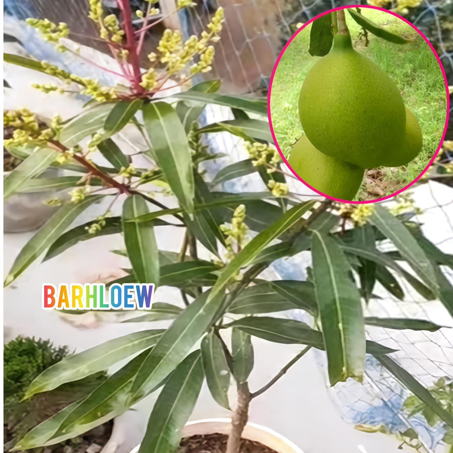 Hybrid Suvarnarekha Mango Grafting Fruit Live Plant (1.5-3 Feet Height Pack Of 1)