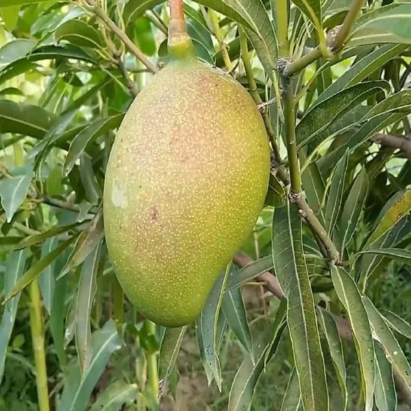 Hybrid Suvarnarekha Mango Grafting Fruit Live Plant (1.5-3 Feet Height Pack Of 1)