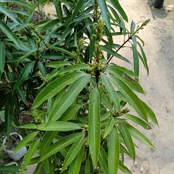 Hybrid Suvarnarekha Mango Grafting Fruit Live Plant (1.5-3 Feet Height Pack Of 1)