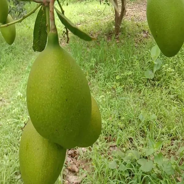 Hybrid Suvarnarekha Mango Grafting Fruit Live Plant (1.5-3 Feet Height Pack Of 1)