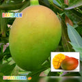 Hybrid Suvarnarekha Mango Grafting Fruit Live Plant (1.5-3 Feet Height Pack Of 1)