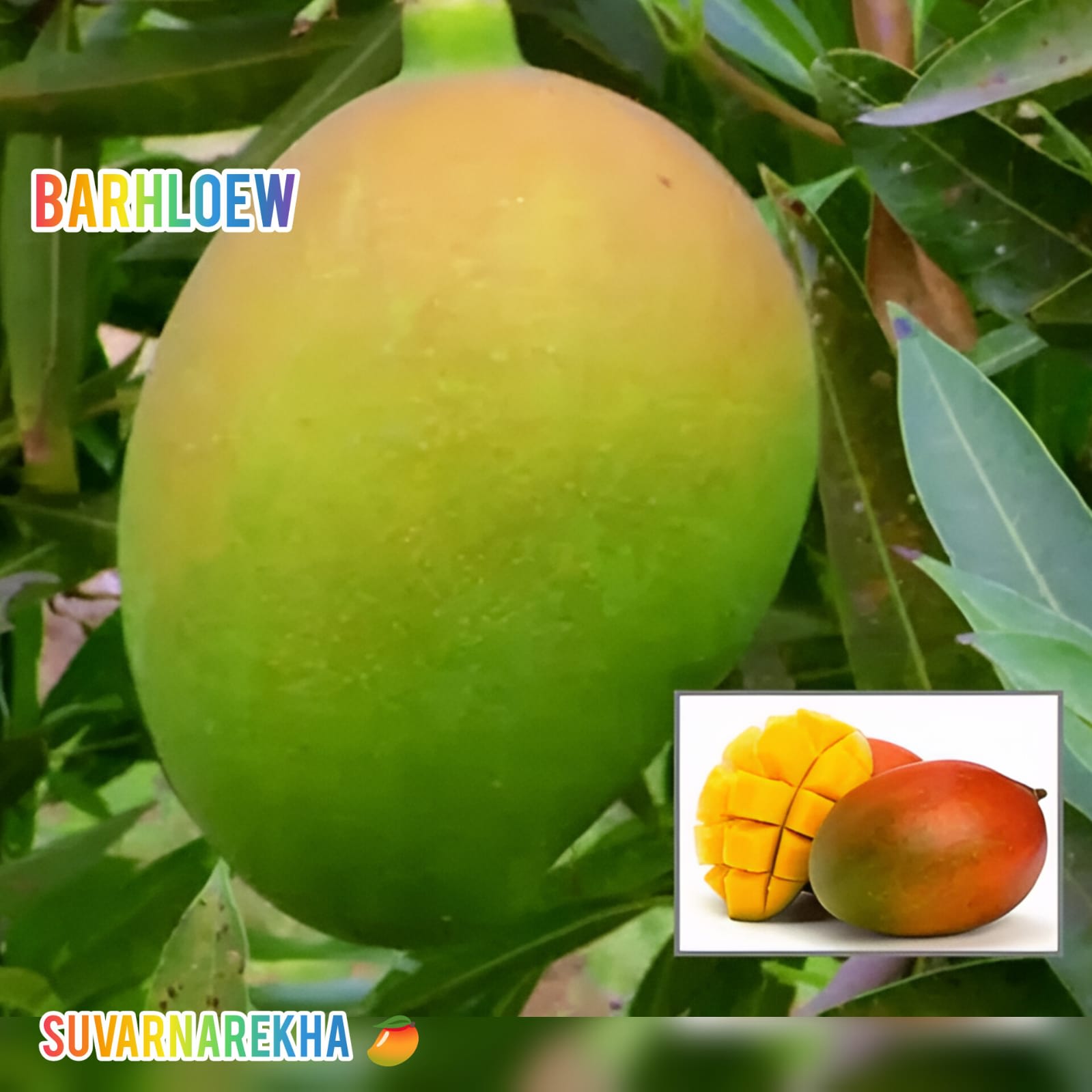 Hybrid Suvarnarekha Mango Grafting Fruit Live Plant (1.5-3 Feet Height Pack Of 1)
