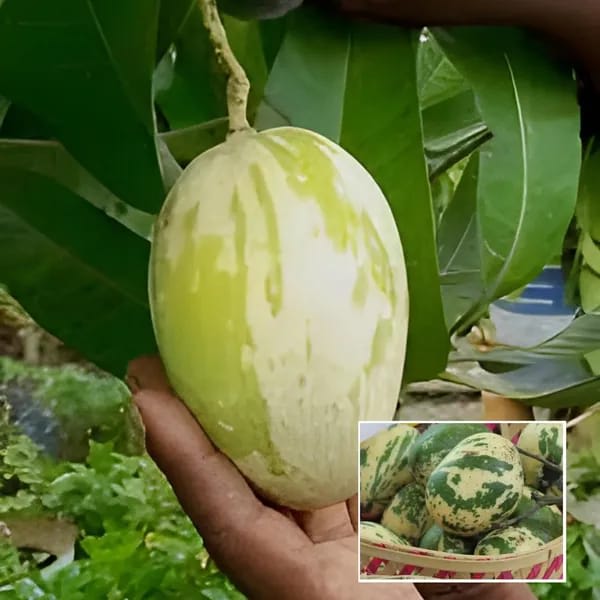 Hybrid Variegated Mango Grafting Fruit Plant (1.5-3 Feet Height Pack Of 1)