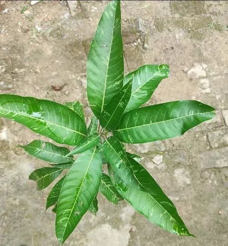 Hybrid Variegated Mango Grafting Fruit Plant (1.5-3 Feet Height Pack Of 1)