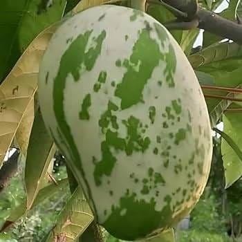 Hybrid Variegated Mango Grafting Fruit Plant (1.5-3 Feet Height Pack Of 1)
