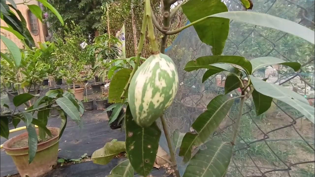 Hybrid Variegated Mango Grafting Fruit Plant (1.5-3 Feet Height Pack Of 1)