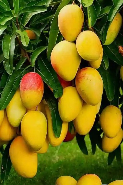 Hybrid Vastara Mango Grafting Plant 1.5 Feet to 3 Feet(Pack Of 1)
