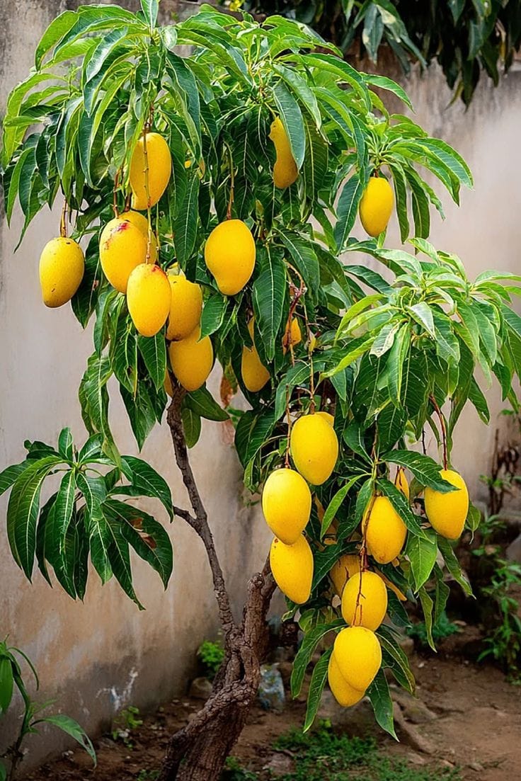 Hybrid Vastara Mango Grafting Plant 1.5 Feet to 3 Feet(Pack Of 1)