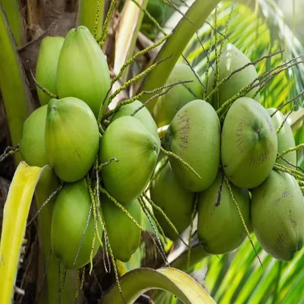 Hybrid Vietnam Coconut Plant (1.5-3 Feet Height Pack Of 1)