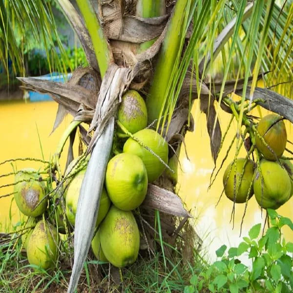 Hybrid Vietnam Coconut Plant (1.5-3 Feet Height Pack Of 1)