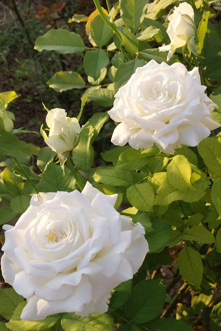 Hybrid White Rose Plant (Pack Of 1)