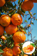Hybrid Kinnow Orange  Grafting Fruit Plant 🍊🍊🍊(Pack Of 1)
