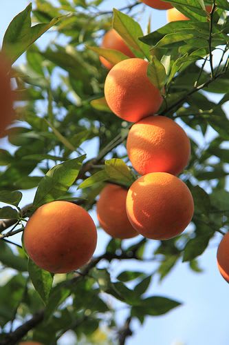 Hybrid Kinnow Orange  Grafting Fruit Plant 🍊🍊🍊(Pack Of 1)