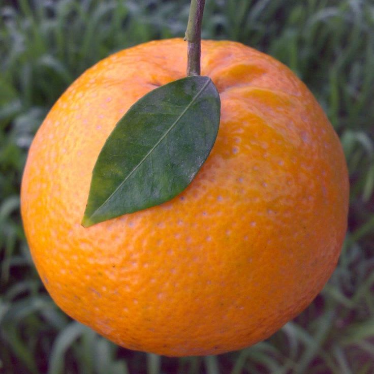 Hybrid Kinnow Orange  Grafting Fruit Plant 🍊🍊🍊(Pack Of 1)