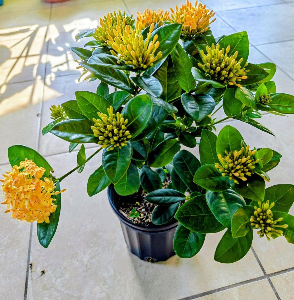 Hybrid Yellow Ixora Flower Plant (Pack Of-1)