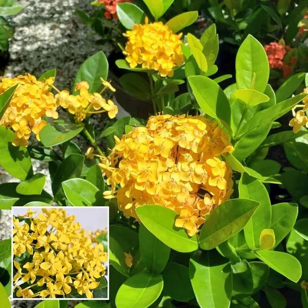 Hybrid Yellow Ixora Flower Plant (Pack Of-1)