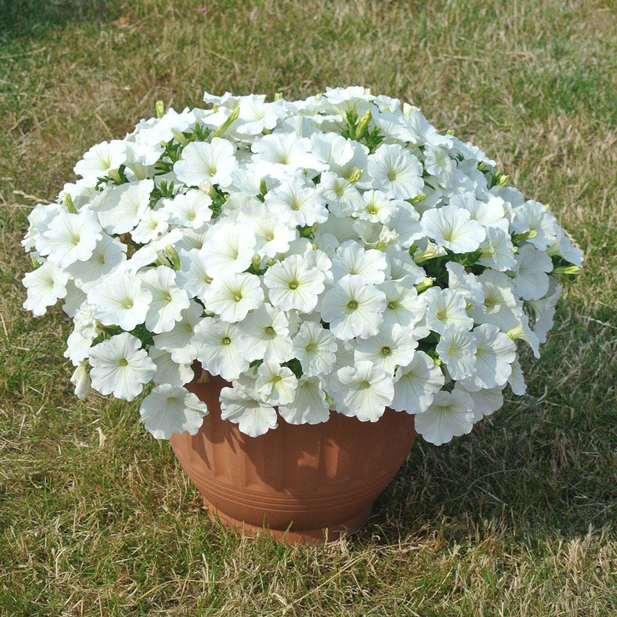 White Petunia Flower Plant (Pack Of-1 )