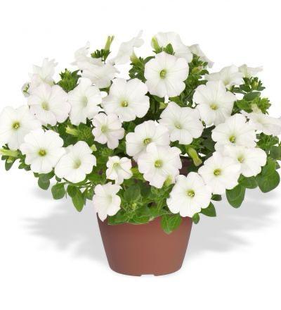 White Petunia Flower Plant (Pack Of-1 )