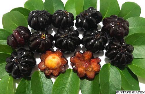 Hybrid Black Surinam Cherry Fruit Plant ( Pack Of-1 )