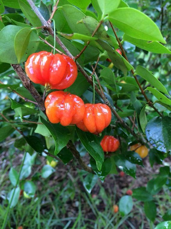 Hybrid Black Surinam Cherry Fruit Plant ( Pack Of-1 )