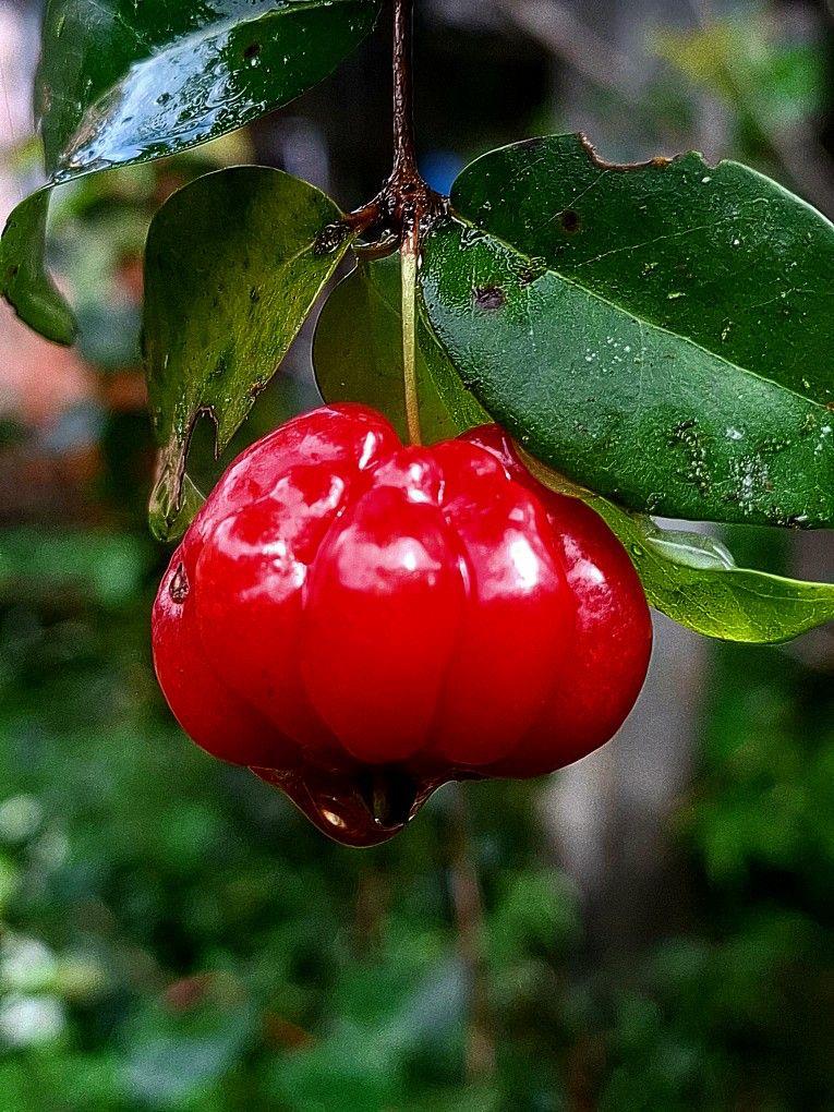 Hybrid Black Surinam Cherry Fruit Plant ( Pack Of-1 )