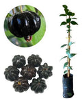 Hybrid Black Surinam Cherry Fruit Plant ( Pack Of-1 )