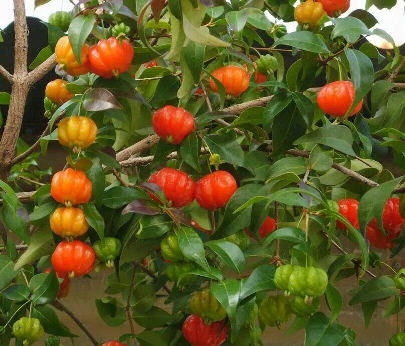 Hybrid Black Surinam Cherry Fruit Plant ( Pack Of-1 )