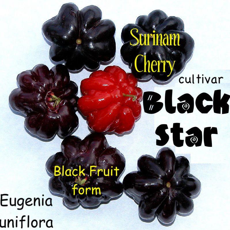 Hybrid Black Surinam Cherry Fruit Plant ( Pack Of-1 )