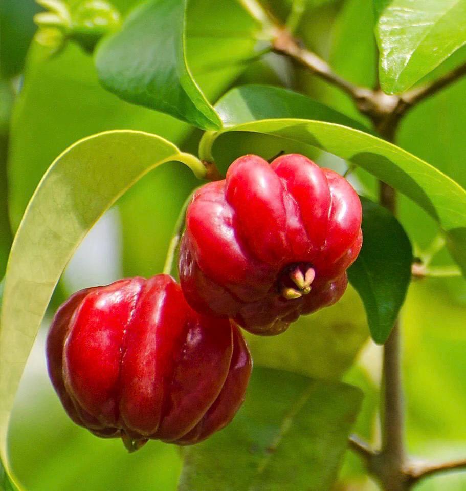 Hybrid Black Surinam Cherry Fruit Plant ( Pack Of-1 )