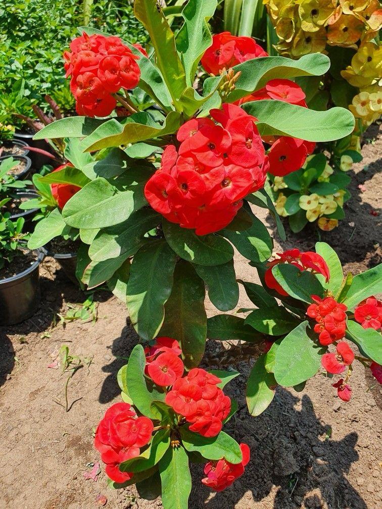Red Mili Flower Plant (Pack Of-1)