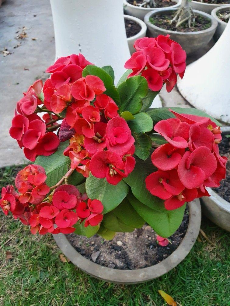 Red Mili Flower Plant (Pack Of-1)
