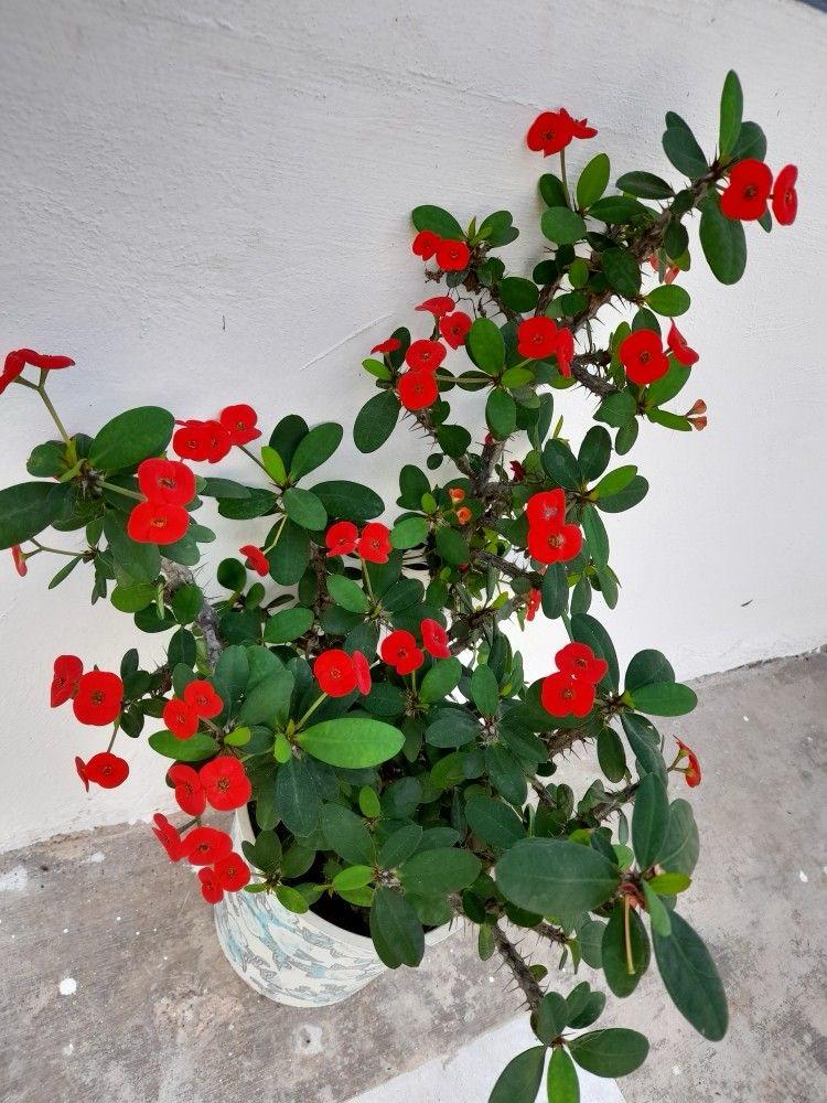 Red Mili Flower Plant (Pack Of-1)