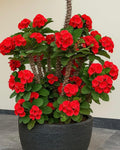 Red Mili Flower Plant (Pack Of-1)